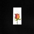 030-Flute-di-rosa-acquerello-5x10