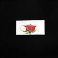 030-Rose-danceuse-10x5