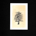 050-The-Josua-Tree-10x15
