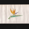 080-Strelizia-acquerello-24x13