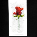 090-Rossa Rosa d amore-20x10
