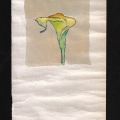 090-Calla-acquerello-13x24
