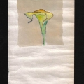 090-Calla-acquerello-13x24