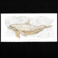 090-Like-dolphin-we-will-swim-20x10