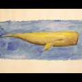 090-Sperm-Whale-acquerello-35x19