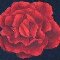 Pen Duick Rose - 79x74cm 