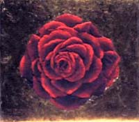 Mandalino-di-Rosa-18x20-L