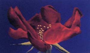 Rosa-57x33-L