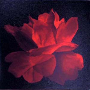 Rosa-Rossa-52x52-L