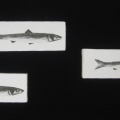 Non Conventional Alix - 30x11cm ca
