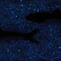 Alix-Alices - 34x14cm - effetto notte