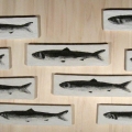Branco di Acciughe - 30x8cm