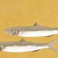 Individuo e società  - 35x23cm