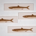 Branco di acciughe-75x34cm