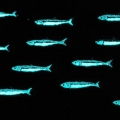 Alix - 14x3 cm - effetto notte
