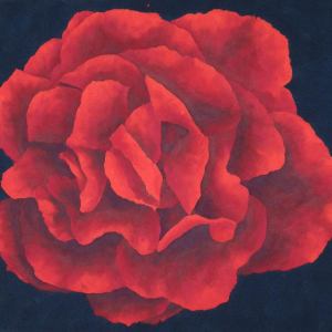Pen Duick Rose - 79x74cm